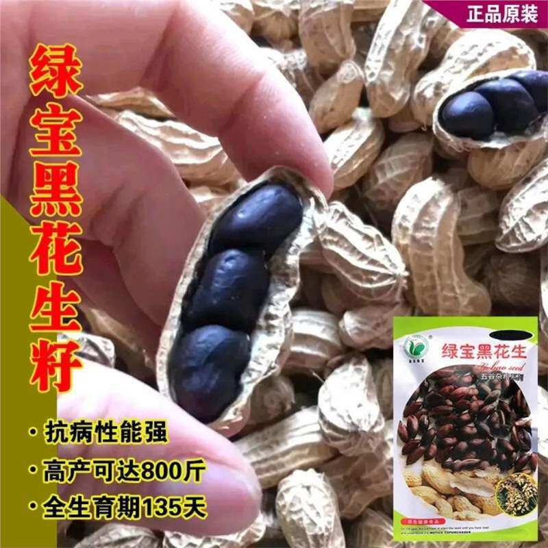 花生种子高产南方高产花生种子云南七彩花生种子各种蔬菜罕见种子图片