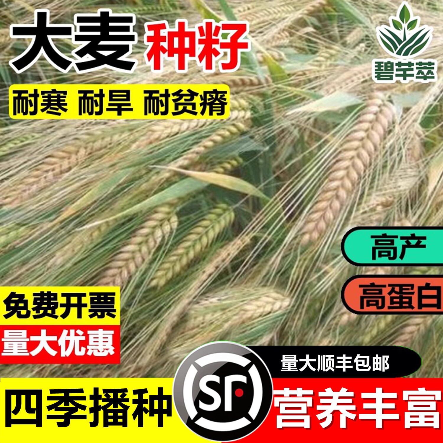 优质大麦种子籽草芽苗菜高图片