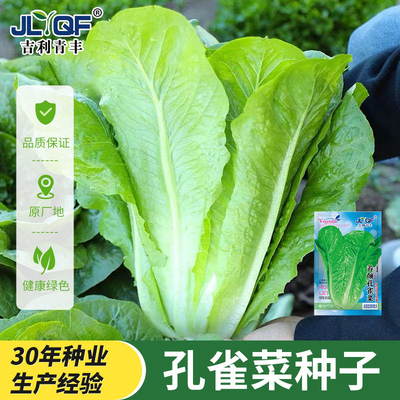 正宗孔雀菜空心菜辣椒四季豆新型各种蔬菜种子组合装大全正宗高产图片