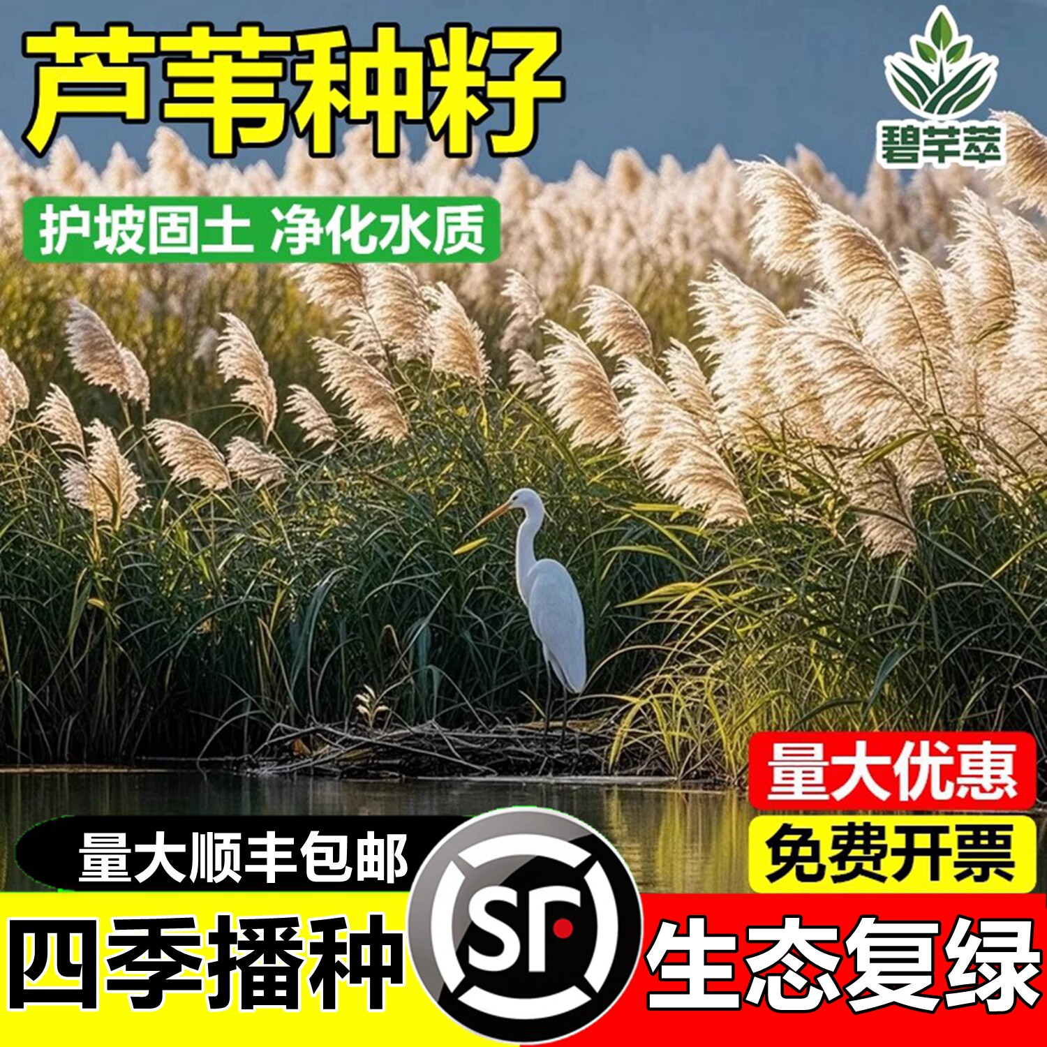 芦苇种子水生植物水草养虾鱼净化水质池塘水塘防泥土流失沙漠芦苇
