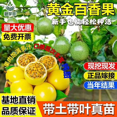 黄金百香果嫁接树苗纯甜无