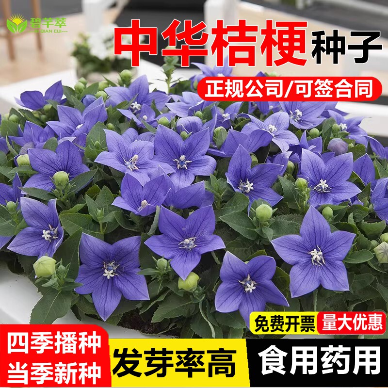 中华桔梗种子适合乡村庭院图片