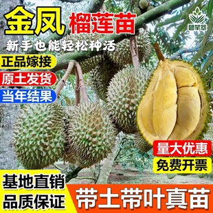 金凤榴莲嫁接果树苗泰国榴莲树苗金枕头南方种植盆地栽苗当年结果