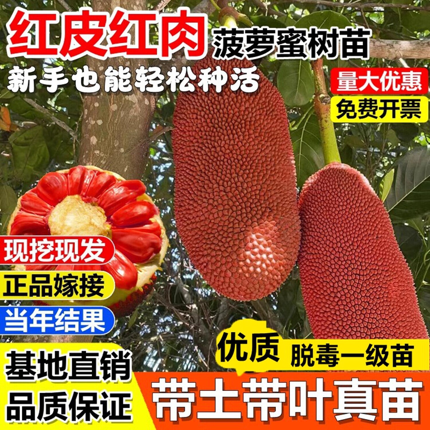 广西四季菠萝蜜树苗当年结果耐寒室外果树苗树菠萝地栽南北方可种图片