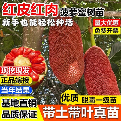 广西四季菠萝蜜树苗当年结果耐寒室外果树苗树菠萝地栽南北方可种