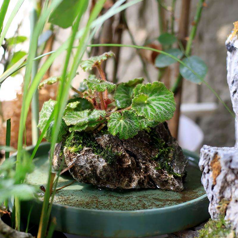 虎耳草小苗盆栽水草吸水石茶室桌面绿植苔藓微景观水陆缸水培植物
