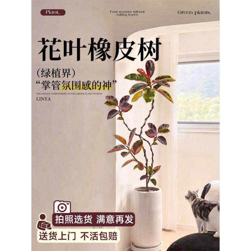 花叶橡皮树盆景客厅盆栽黑金刚真花落地大号绿植大型绿色植物