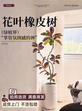 花叶橡皮树盆景客厅盆栽黑金刚真花落地大号绿植大型绿色植物
