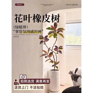 花叶橡皮树盆景客厅盆栽黑金刚真花落地大号绿植大型绿色植物