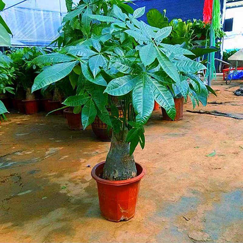 发财树盆栽植物室内桌摆花卉绿植客厅落地盆景四季常青办公室