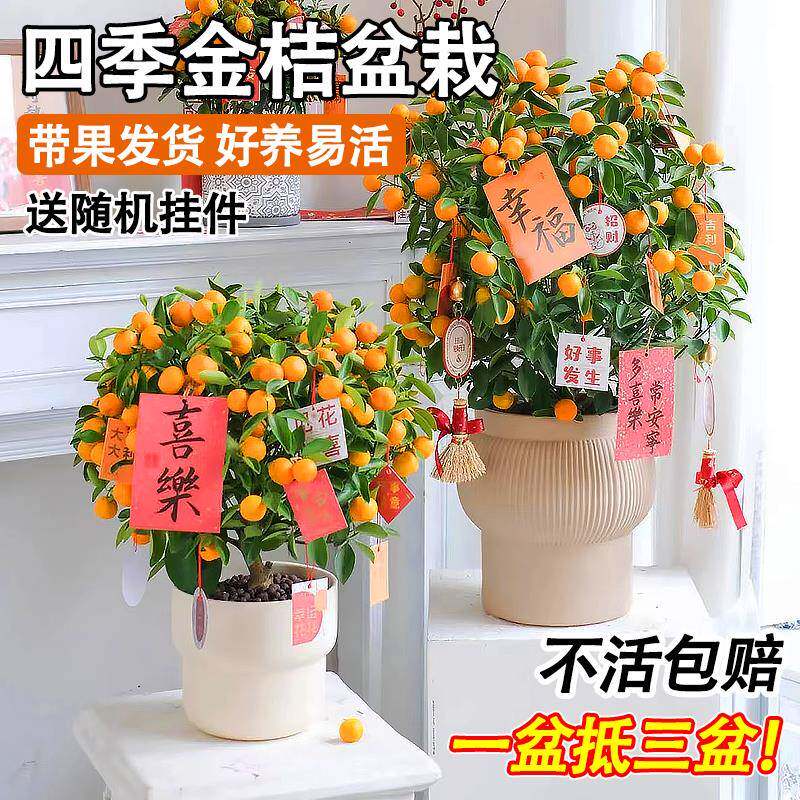 四季金桔绿植盆栽带果可食用室内外桌面金橘果树植物年宵花卉盆景