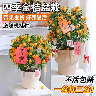 四季金桔绿植盆栽带果可食用室内外桌面金橘果树植物年宵花卉盆景