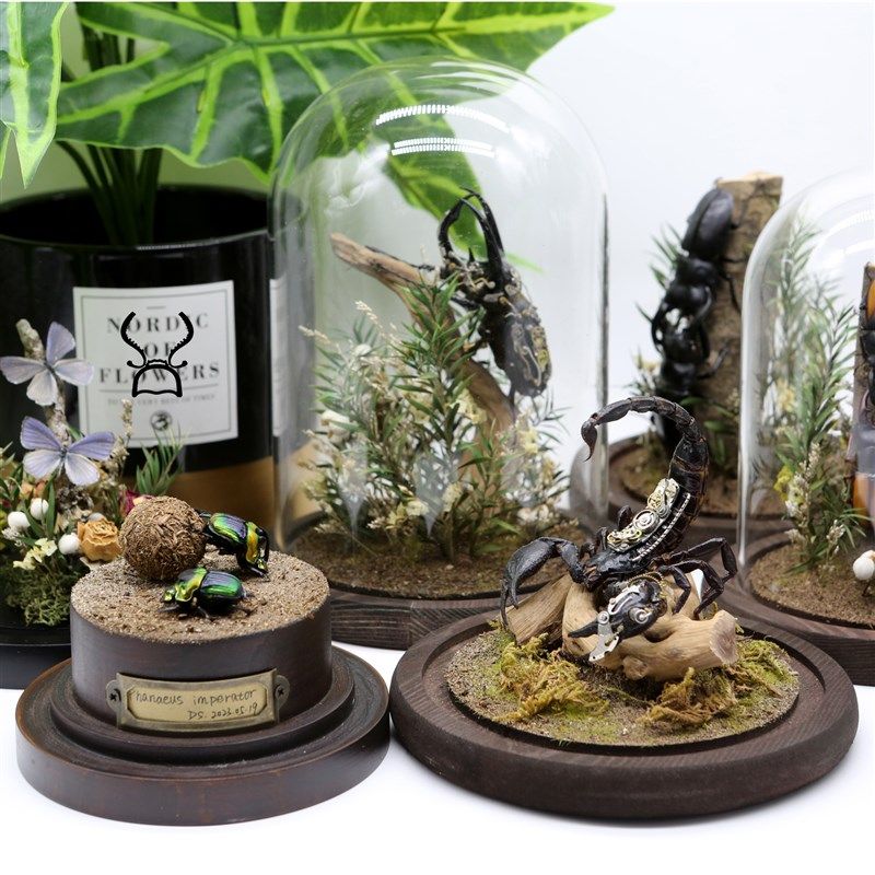 现货真实昆虫甲虫标本家居玻璃罩相框摆件送人礼物蝴蝶锹甲微景观