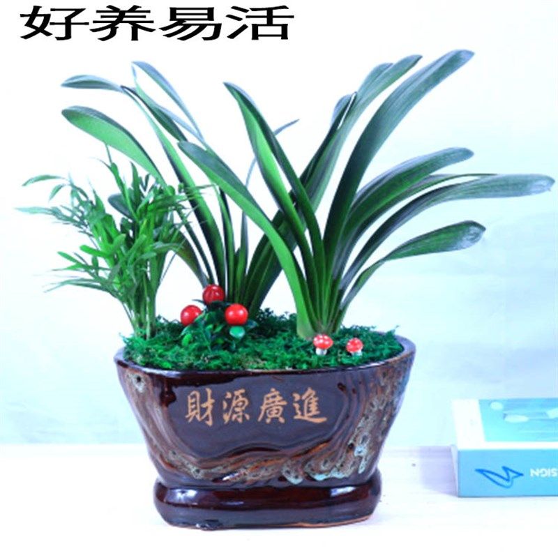 君子兰盆栽开花好养四季植物室内花卉盆景客厅办公送礼绿植兰花苗