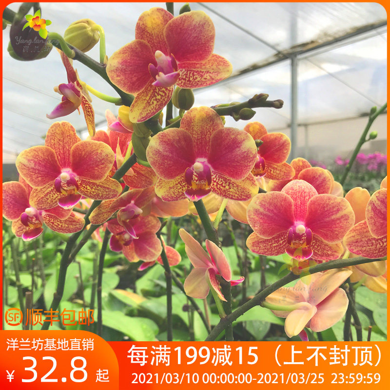 蝴蝶兰盆栽带花 花苗带花苞带花剑 鲜花 迷你小花型 四季开花兰花