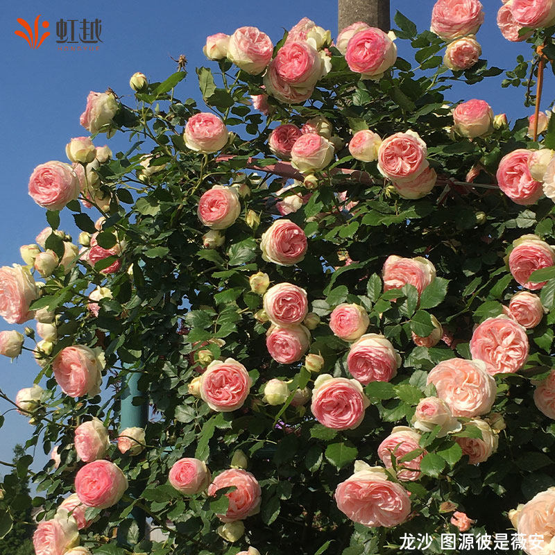 粉色龙沙宝石爬藤月季红色龙沙宝石月季花苗盆栽藤本月季小苗中苗