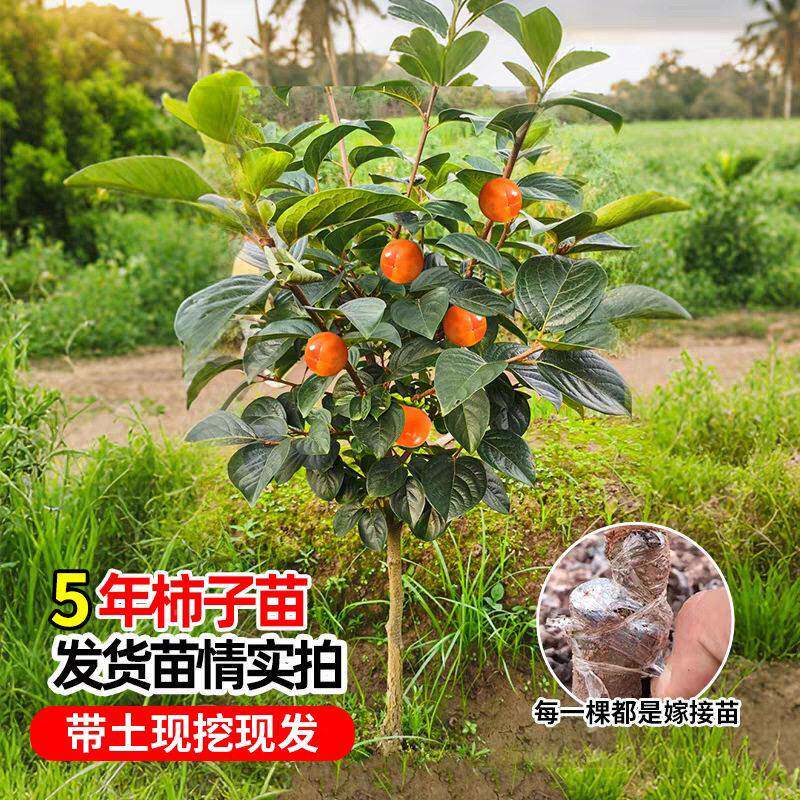 甜柿子苗树脆火晶柿子树果苗南种北柿方植庭院果树盆柿子栽柿子树