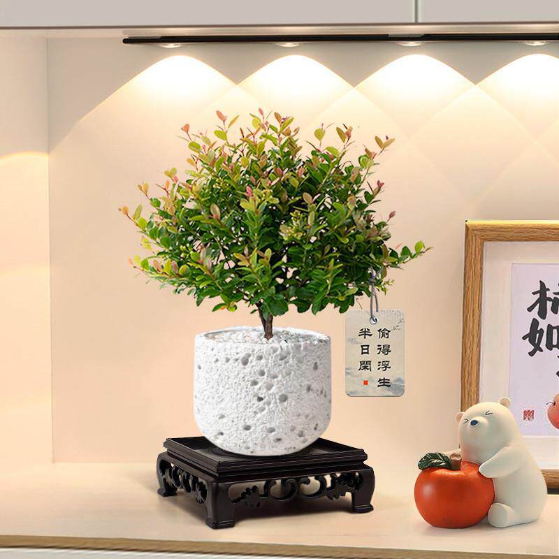 小叶赤楠盆栽金丝楠木小盆景办公室内桌面摆件小绿植