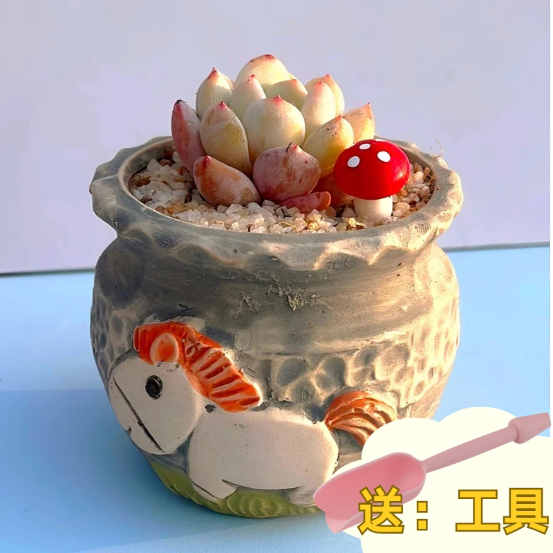 多肉植物组合盆栽套餐多肉DIY微景观材料包含盆含土室内绿植包邮