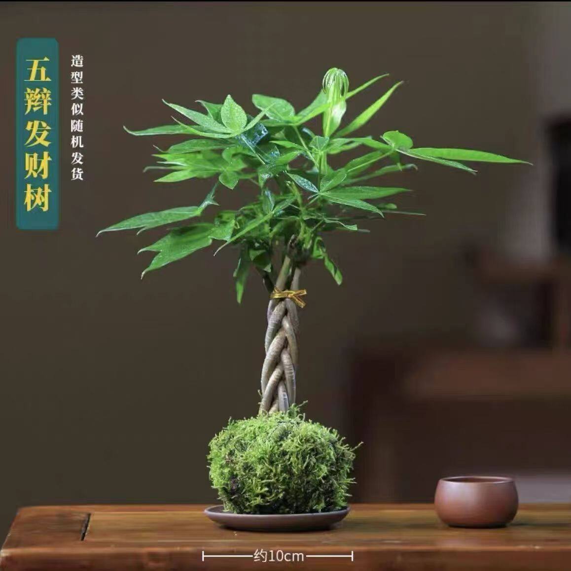 五辫发财树苔藓球盆景绿植室内桌面好养易活懒人盆栽