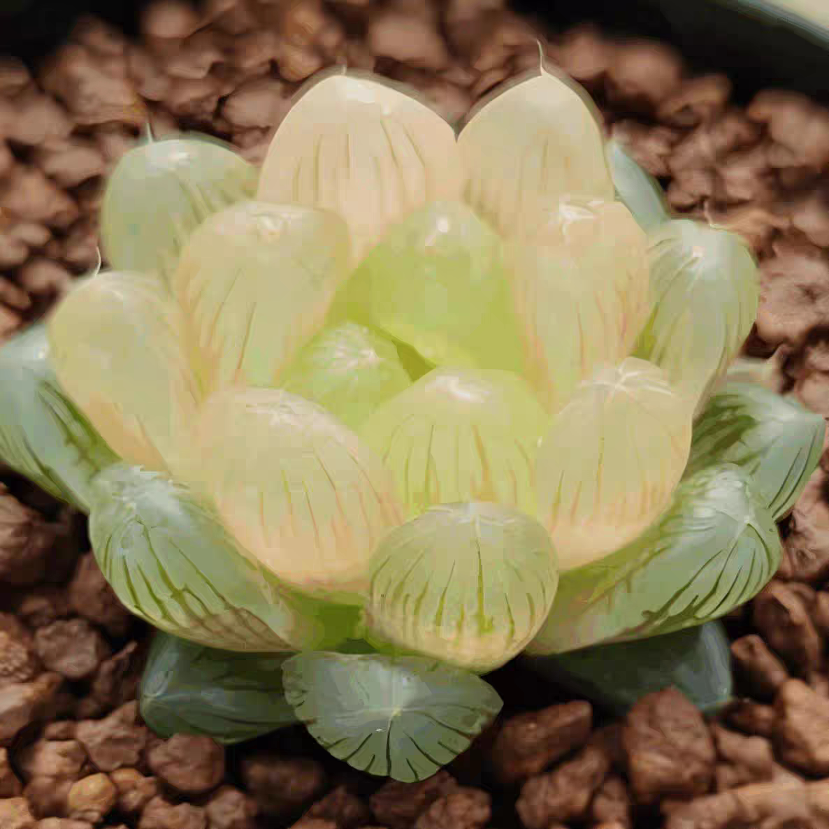 多肉植物冰灯琥珀草姬玉露樱水晶多肉植物