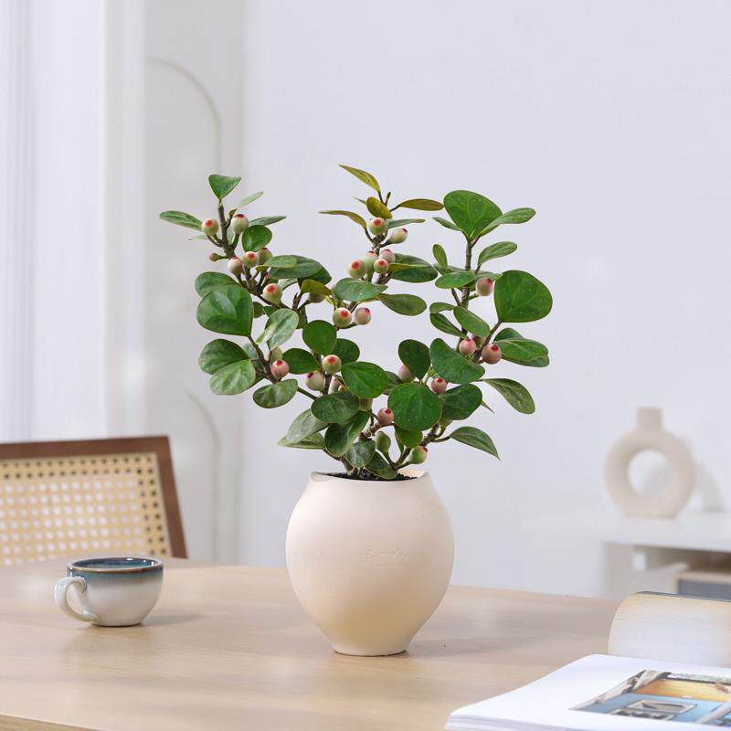 小盼菩提盆栽带果绿植菩提树盆景办公室内桌面摆件好养活观果植物