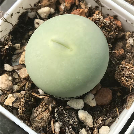 鸽子蛋肉锥 多肉植物 肉肉植物萌肉肉组合盆栽室内阳台花卉陌上花