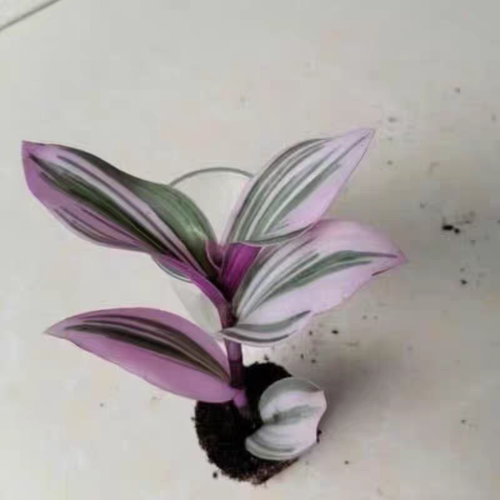 油画婚礼吊兰盆栽好养观叶植物紫叶办公室阳台好养绿植水培花卉