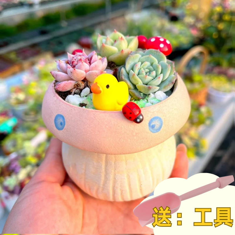 多肉植物组合盆栽套餐多肉DIY微景观材料包含盆含土室内绿植包邮