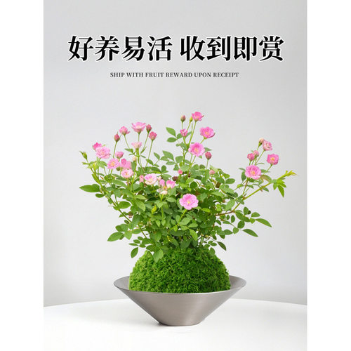 姬月季苔藓球迷你水培绿植