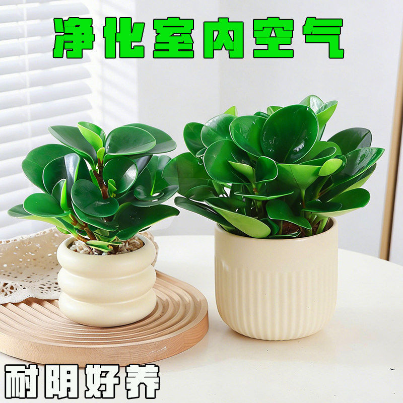 盆栽豆瓣绿植物净化空气花卉办公室客厅桌面花草四季常青耐阴