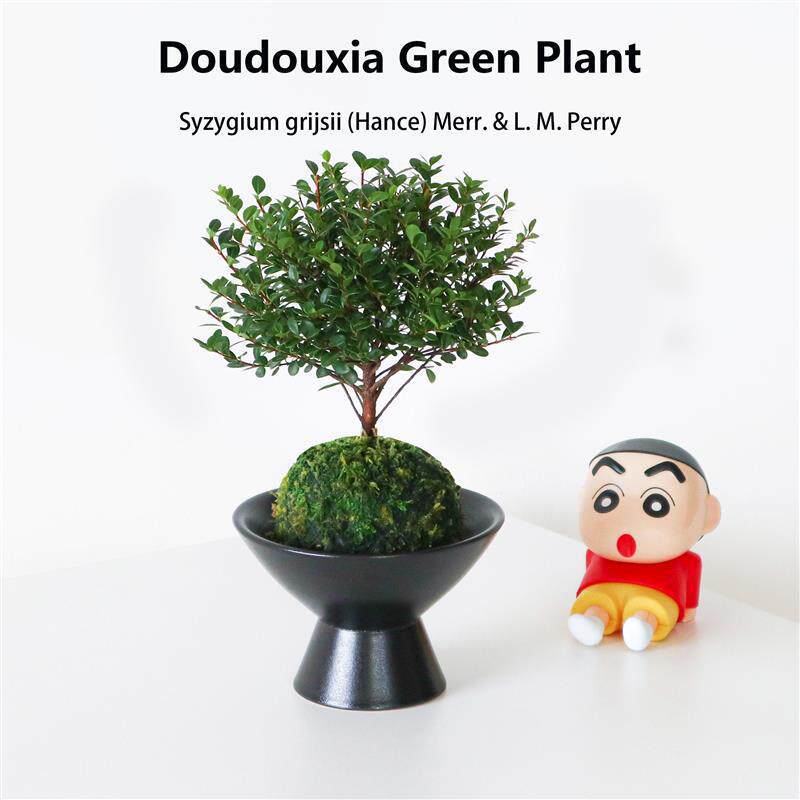 小叶赤楠苔藓球四季常青阳台驱虫浓香绿植办公室内桌面盆栽花卉