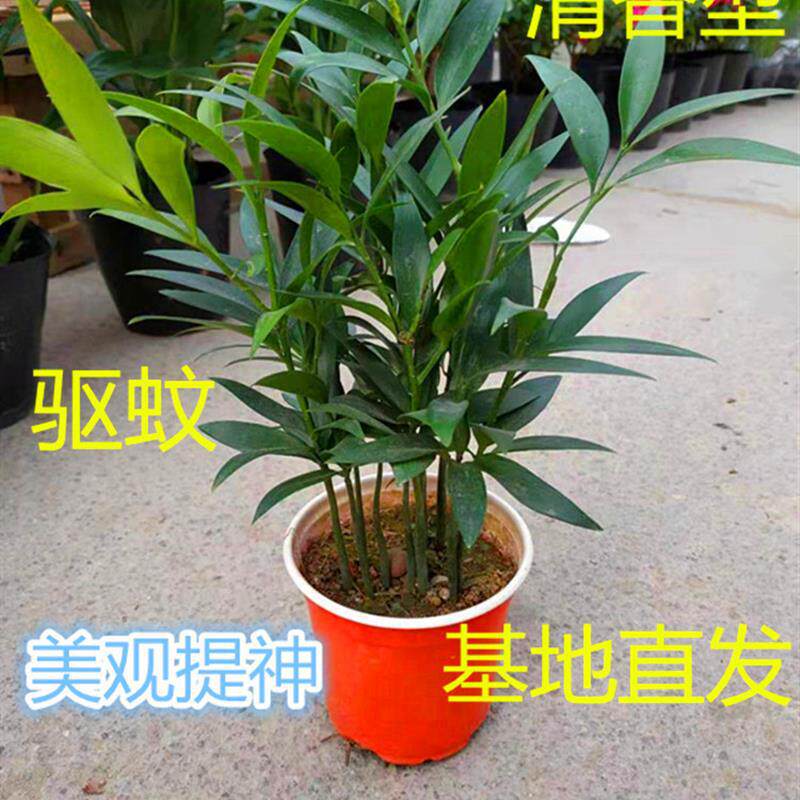 竹柏盆栽绿植室内客厅桌面四季常青清香型净化空气驱蚊虫
