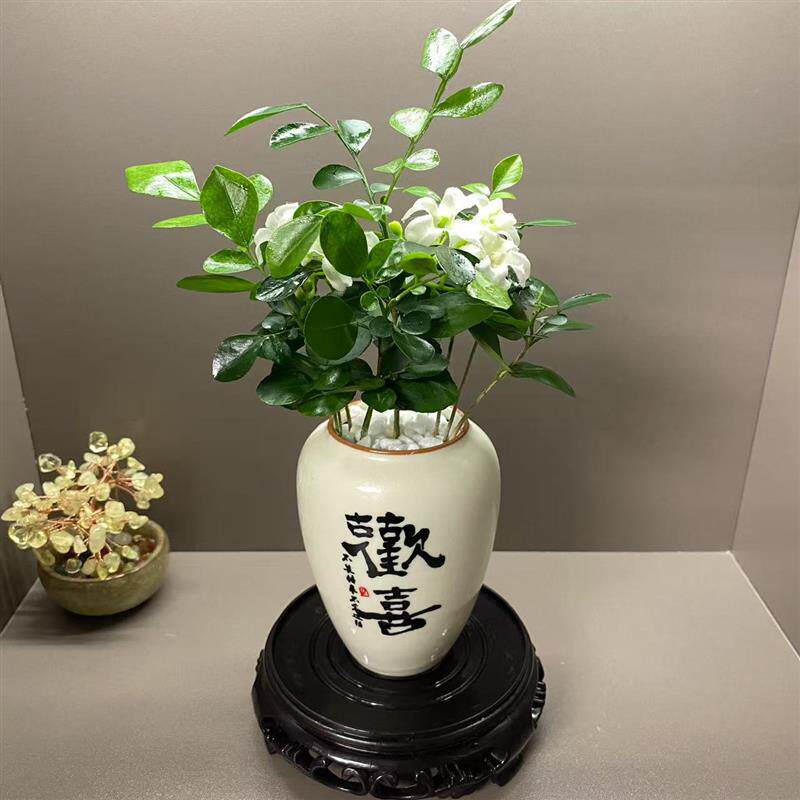 九里香盆栽绿植盆景客厅办公室内桌面新中式绿植小摆件懒人好养
