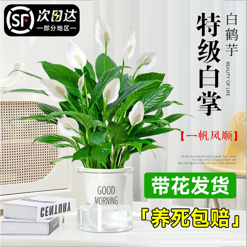 白掌水培植物室内桌面盆栽小型好养办公室花卉绿植玻璃瓶四季开花