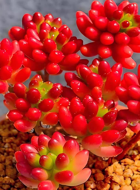 虹之玉多肉植物红色肉肉小盆栽栽好发货浆果大颗好养老桩办公室