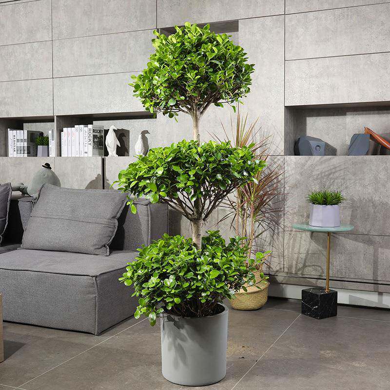 摇钱树盆栽植物陶瓷盆栽室内花卉土养盆景客厅大型绿植发财摇钱树