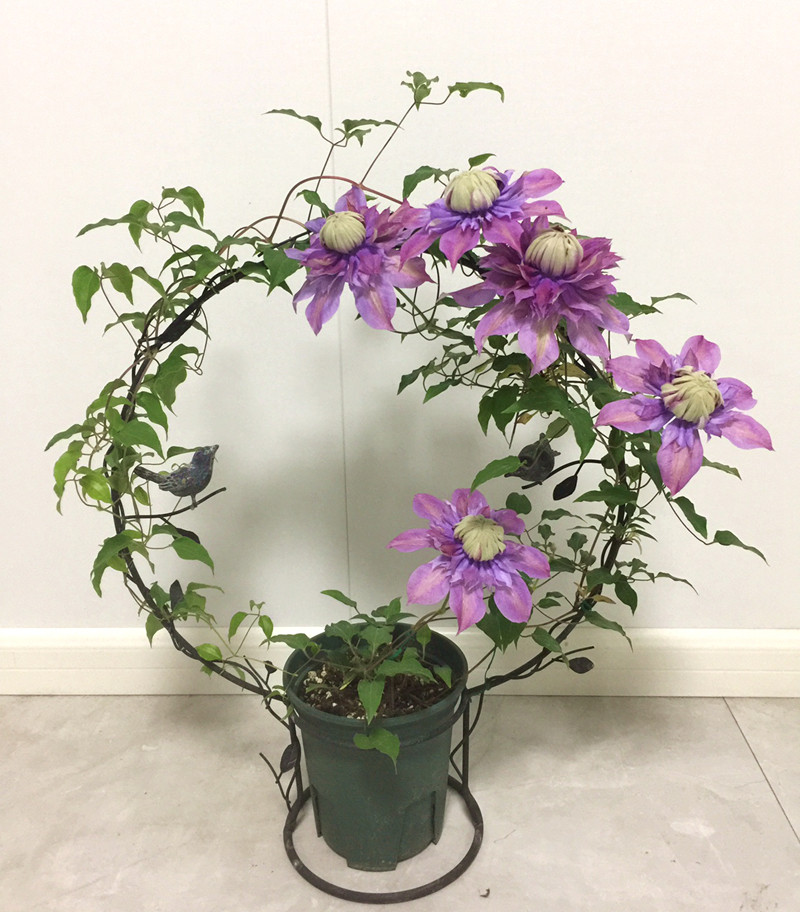 法式乡村风铁艺黑灰小鸟爬藤架  圆形爱心花插桌面迷你攀爬架鸟笼