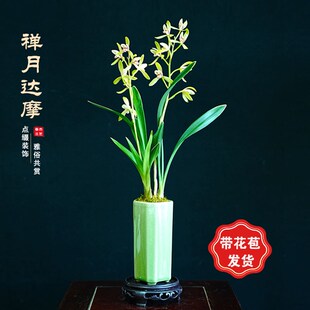 禅月达摩兰花国兰建兰金边室内书房办公室茶室桌盆栽绿植好养植物