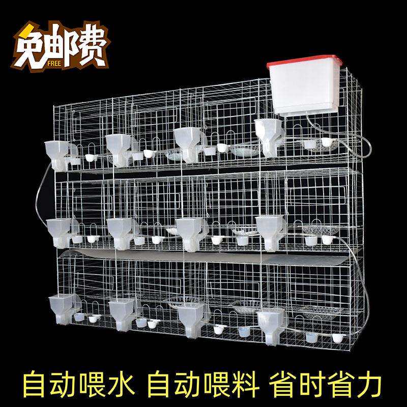 鸽子笼家用繁殖配对笼养鸽子专用肉鸽养殖笼子专业大型元宝鸽笼图片