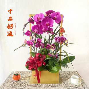 新中式祥云铁艺花盆花器蝴蝶兰盆金属北欧花架冬青盆器绿植仿真花