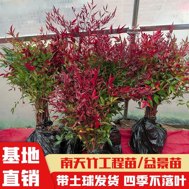 南天竹树苗火焰红天竹苗盆栽花卉庭院绿化南北方耐寒工程色块苗木