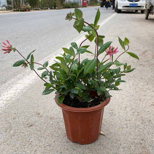 京万红金银花树苗爬藤植物盆栽四季开室内阳台庭院耐寒花卉鸳鸯藤