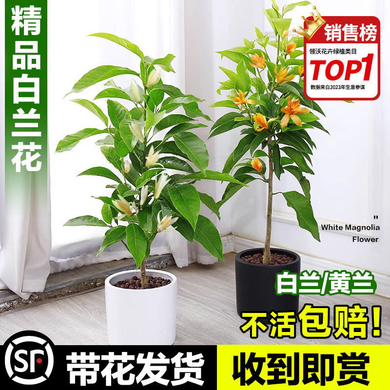 玉兰花树苗白兰花盆栽黄角兰黄果兰白玉兰室内庭院绿植易活花植物