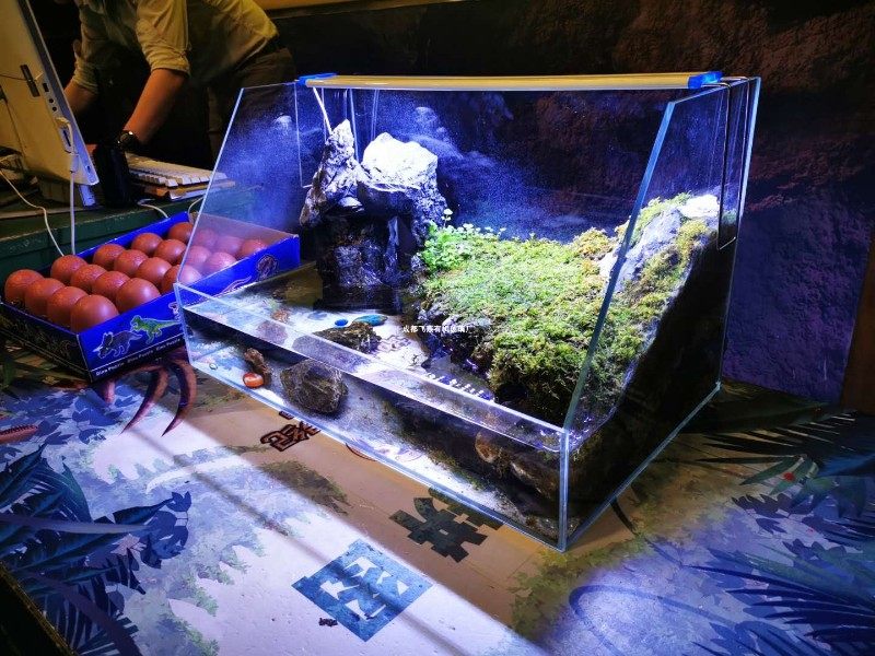 亚克力斜口水陆缸养乌龟缸热带雨林植物生态缸鱼缸长方形大型景观