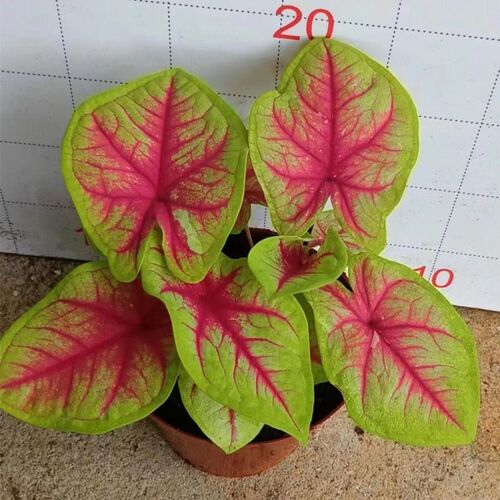 彩叶芋盆栽四季迷你小盆栽耐寒彩叶植物室内庭院彩叶花卉小苗