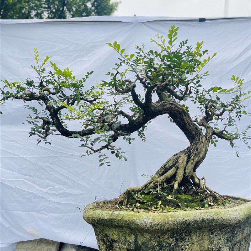 高档九里香盆栽花卉绿植物四季开花浓香老桩室内阳台庭院好养正宗