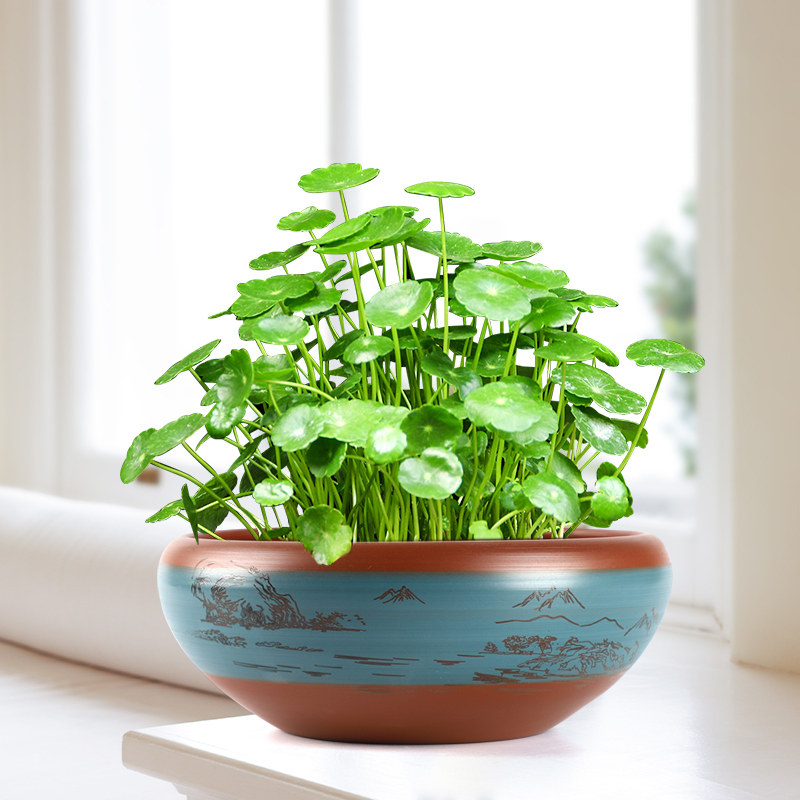 紫砂大号荷花缸莲花专用陶瓷水培铜钱草花盆无孔水养睡莲碗莲盆缸
