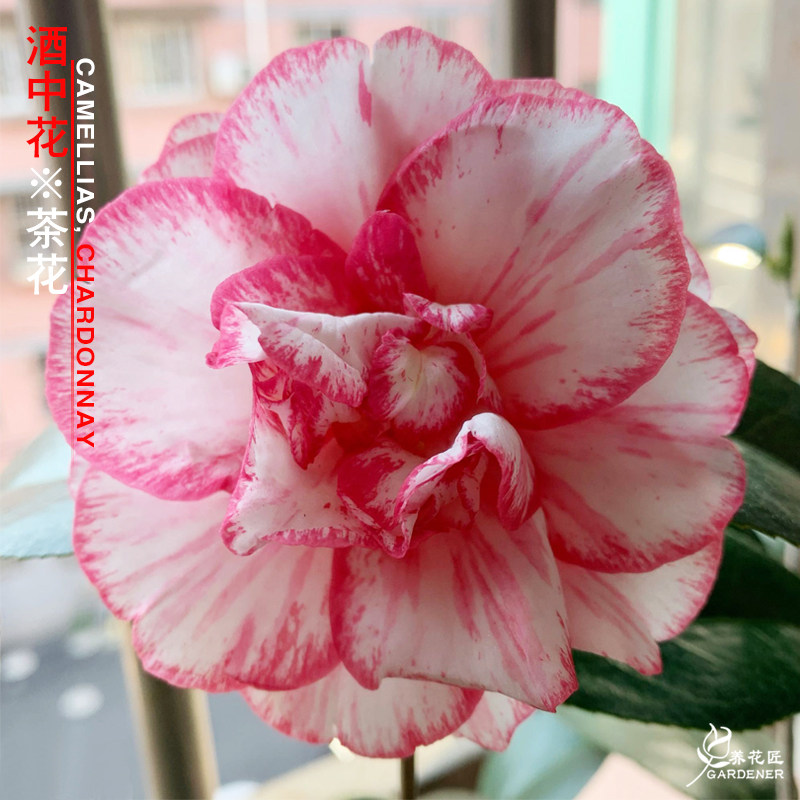 酒中花精品茶花盆栽稀有名贵花卉树苗室内外阳台花园耐寒好养绿植