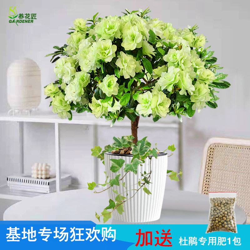 绿色光辉比利时杜鹃花卉盆栽四季开花老桩盆景树苗室内外庭院植物
